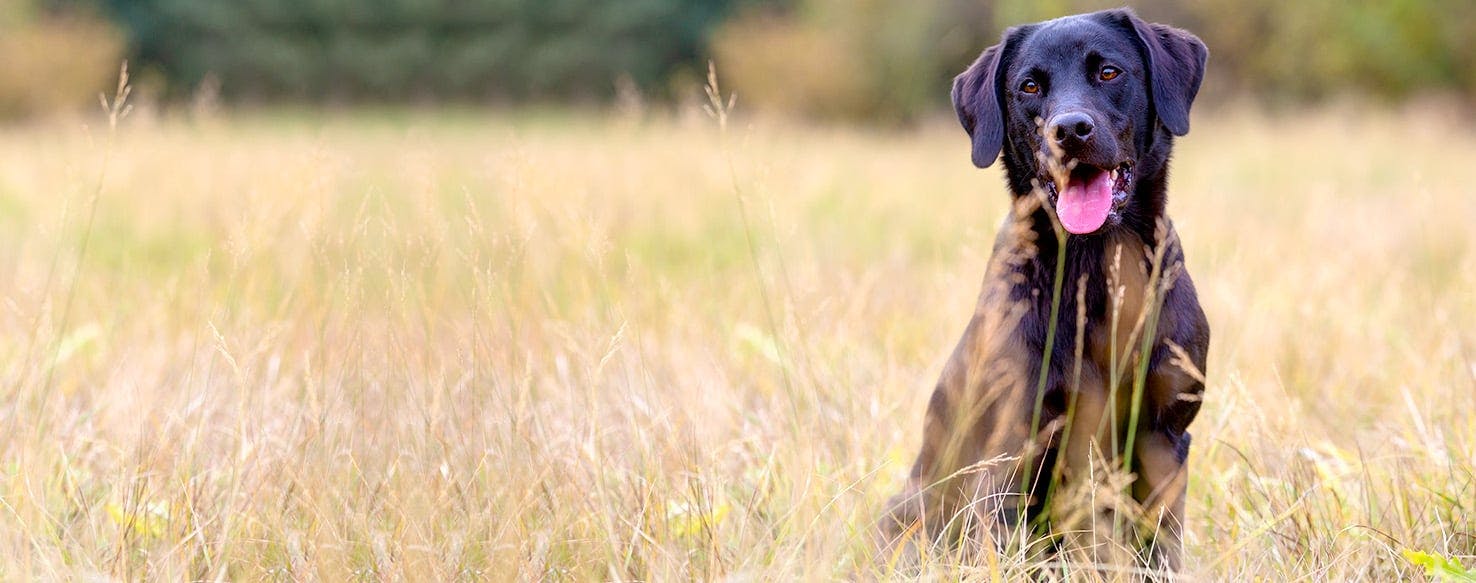 Dog Names Meaning Black Popular Male and Female Names Wag!